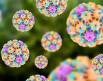 Human Papillomavirus & Cancer