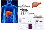 Review of effect of partial cellular reprogramming on liver plasticity and regeneration