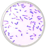 Isolation and characterization of Exiguobacterium undae from organic lettuce using physiological and sequence approach